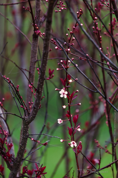 Spring-18