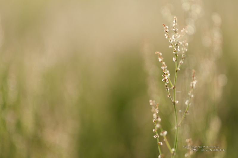 Spring-24