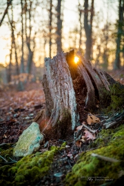 Stumped