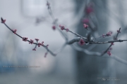 Essence of Spring