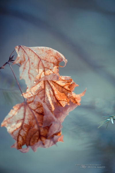 Seasonal Decorations