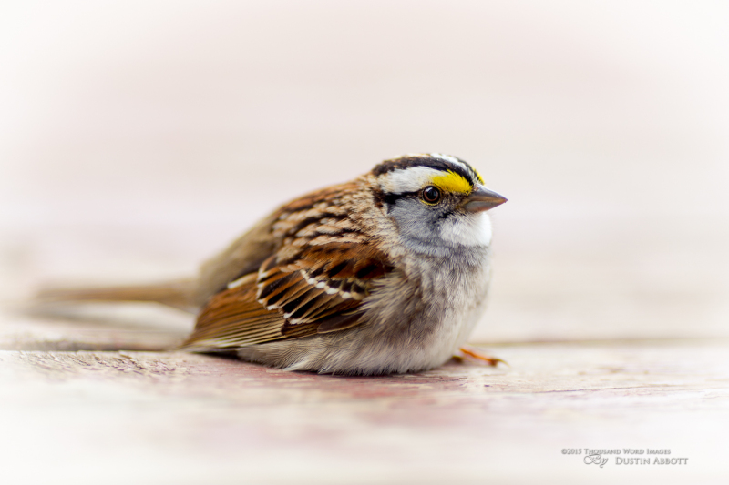 Consider the Sparrow