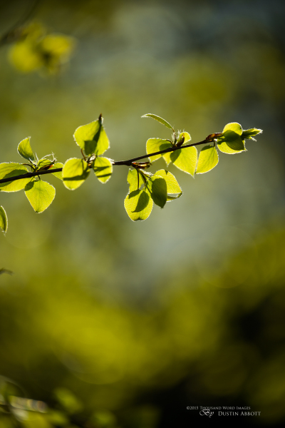 Hello, Spring