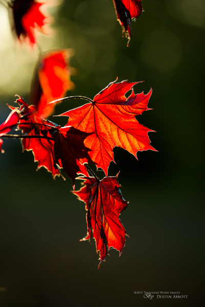 Spring Inferno
