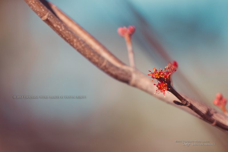 Spring-4