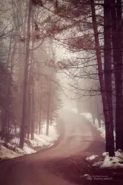The Road through the Woods