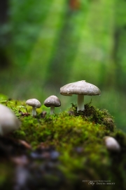 Super Mario World