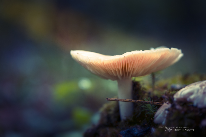 Magic Mushroom