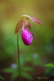 The Pink Lady's Slipper