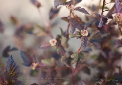 Spring-21