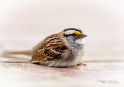 Consider the Sparrow