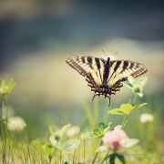Take Flight