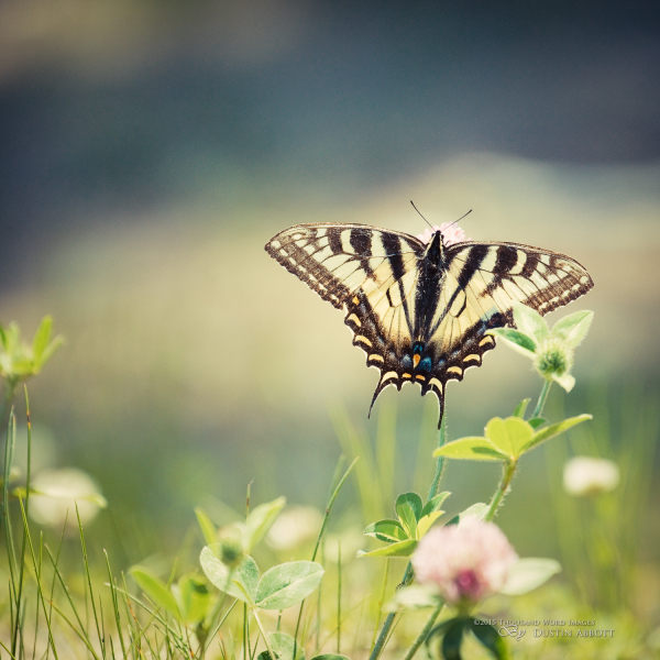 Take Flight