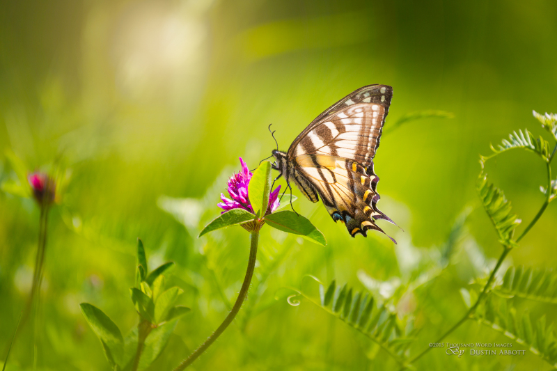 All Things Bright and Beautiful