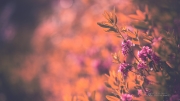 Summer Bouquet