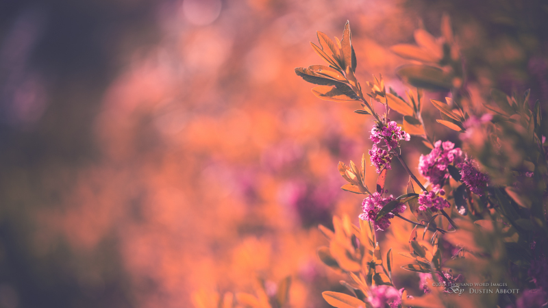 Summer Bouquet