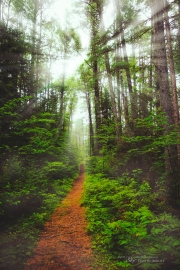 Into the Glorious
