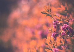 Summer Bouquet