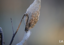 Bokeh-2