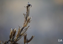 Bokeh-3