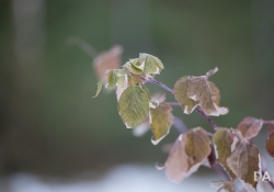 Bokeh