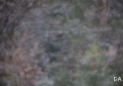 Defocused Bokeh