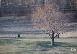 Landscape-3