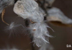 Magnification-3