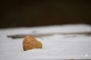 Cloudy Day Samples-15