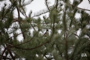Cloudy Day Samples-2