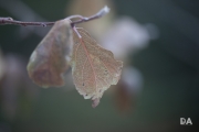 Cloudy Day Samples-5