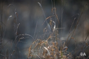 New Tamron shots-10