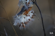 New Tamron shots-11