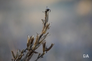New Tamron shots-5