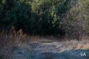 New Tamron shots-6
