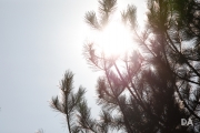 New Tamron shots-7