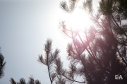 New Tamron shots-8