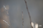 New Tamron shots-9