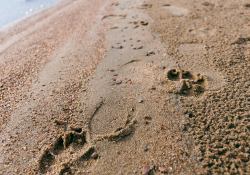 22-Paw-Prints 22-Paw-Prints