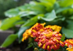 44-Flowers 44-Flowers