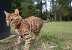 09-Nala-1
