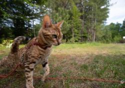 09-Nala-2