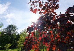 10-Backlit-1