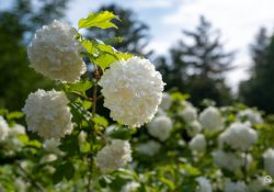 26-Bokeh-1