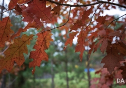 44 Bokeh-2