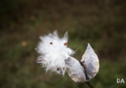 44 Bokeh-3