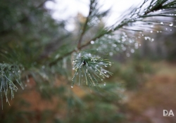 44 Bokeh-6