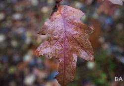 44 Bokeh-7