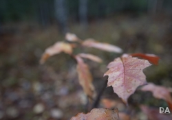 44 Bokeh-8