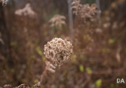 44 Bokeh-9